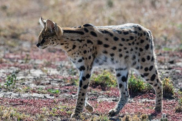 Pitamitz, Sergio 아티스트의 Serval-Leptailurus serval-Ndutu-Ngorongoro Conservation Area-Serengeti-Tanzania작품입니다.